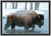 Bison