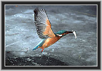 Flying up with Fish