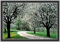 Cherry Trees in Bloom