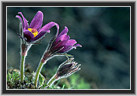 Pasque Flower