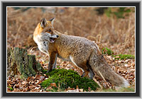 Red Fox