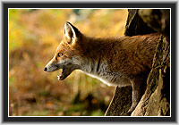 Red Fox