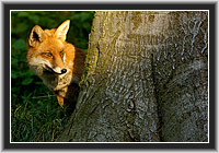 Red Fox