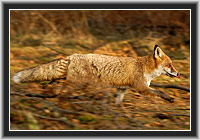 Red Fox