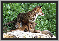 Red Fox with cubs