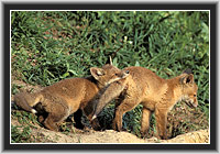 Red Fox cubs