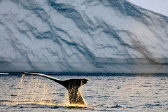 Buckelwal, Ilulissat-Eisfjord  Diskobucht, Grnland