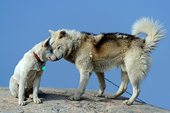 Schlittenhunde, Ilulissat  Diskobucht, Grnland