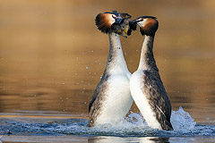 Haubentaucher: Balzverhalten  der Pinguintanz
