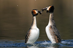 Haubentaucher: Balzverhalten  der Pinguintanz