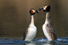 Haubentaucher: Balzverhalten  der Pinguintanz