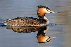 Haubentaucher: Spiegelbild