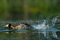 Der Haubentaucher ist ein rasanter Schwimmer