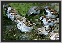 House Sparrow