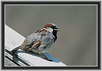 House Sparrow