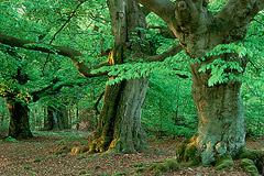 Hutebuchen  Kellerwald, Nordhessen