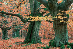 Hutebuchen  Kellerwald, Nordhessen