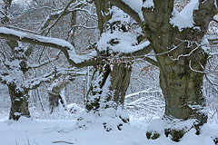 Hutebuchen  Kellerwald, Nordhessen