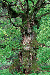 Hute-Eichen  Kellerwald, Nordhessen