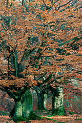 Hutebuchen  Kellerwald, Nordhessen