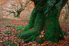 Hutebuchen  Kellerwald, Nordhessen