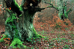 Hutebuchen  Kellerwald, Nordhessen