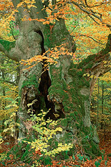 Hutebuchen  Kellerwald, Nordhessen