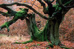 Hutebuchen  Kellerwald, Nordhessen