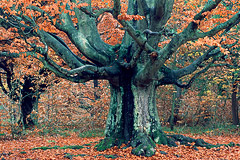 Hutebuchen  Kellerwald, Nordhessen