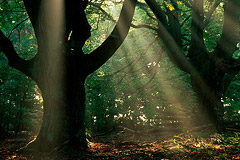 Hutebuchen  Kellerwald, Nordhessen