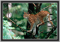 Luchs