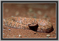 Desert-Horned Viper, Namib