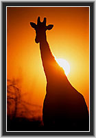 Giraffe, Etosha NP