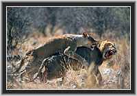 Lwen, Etosha NP