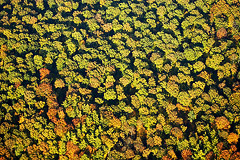Die Herbstfrbung hat begonnen