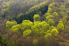 Ahornbume am Daudenberg