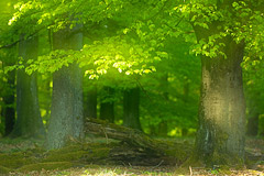 Buchen-Nationalpark im Herzen Deutschlands