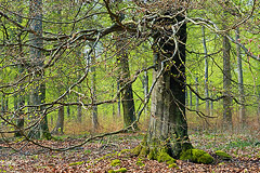 Das erste Grn im Ruhlauber