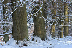 Am Arensberg – der Winter hat Einzug gehalten