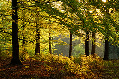 Morgendliche Sonnenstrahlen vergolden das Frhlingslaub