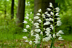 Das Schwertblttrige Waldvglein ist eine Orchidee