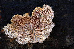 Spaltblttling: Dieser Pilz besiedelt nur totes Holz