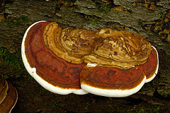 Der Zunderschwamm ist auf altes Holz angewiesen