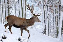 Rothirsch im Winterwald