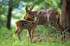 Auf abgelegenen Waldwiesen fhlt sich die Ricke mit ihrem Kitz sicher