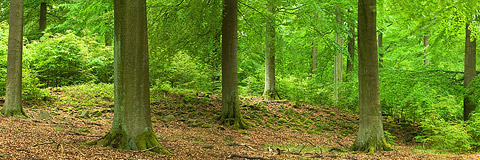 Am Arensberg wchst der lteste groflchige Buchenbestand