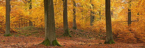 Buchenbestand im Herbstlaub