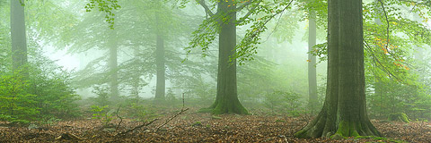 Frhnebel am Arensberg