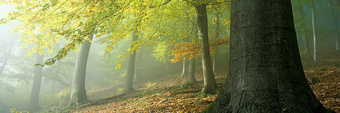 Herbstmorgen im Buchenwald