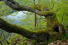 Blick von der Wooghlle zum Edersee